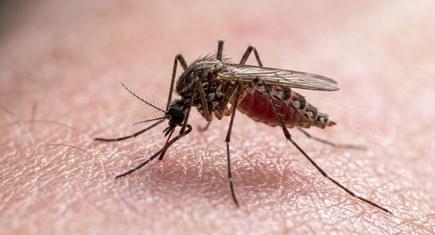 Dengue Warning Signs 